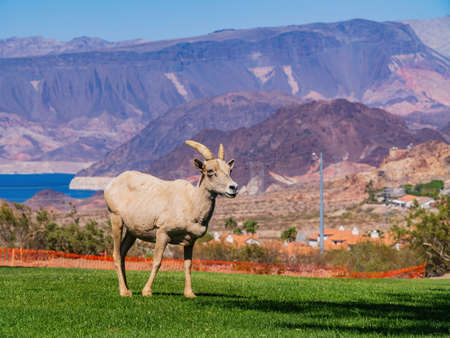 Many big horn sheep at Hemenway Park, Boulder City, Nevadaの写真素材