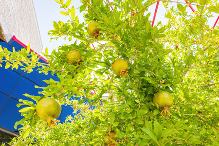 Close up shot of Pomegranate start being mature hanging on a tree at Las Vegas, Nevada