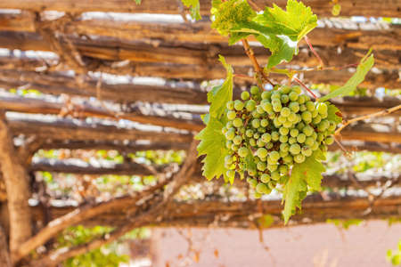 Close up shot of mature grapes in the Old Las Vegas Mormon Fort State Historic Park at Nevadaの写真素材