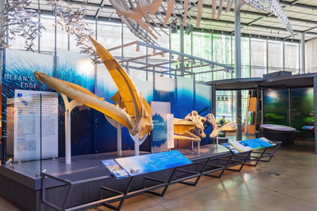 San Francisco, MAY 20, 2021 - Interior view of the California Academy of Sciencesのeditorial素材