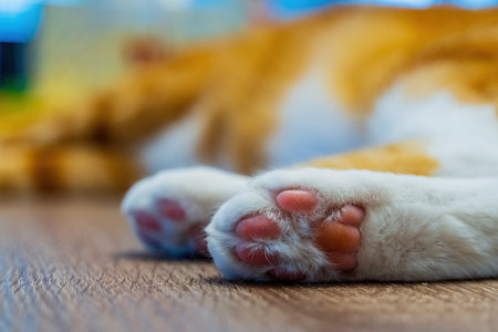 Close up shot of a cute pet foot at Los Angeles, California