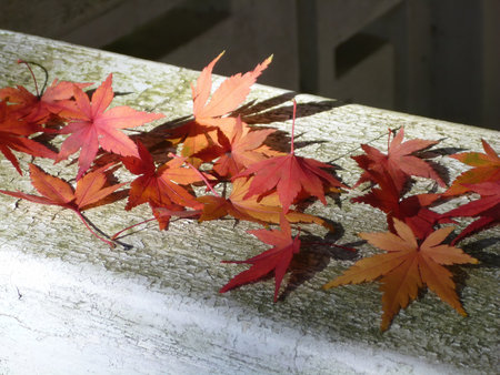 Close up shot of Maple leaves in Wuling Farm at Taichung, Taiwan
