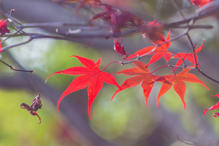 Close up shot of Maple leaves in Wuling Farm at Taichung, Taiwan