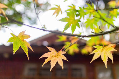 Close up shot of Maple leaves in Wuling Farm at Taichung, Taiwanの写真素材