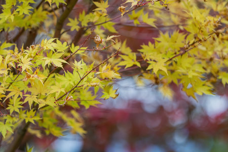 Close up shot of Maple leaves in Wuling Farm at Taichung, Taiwan