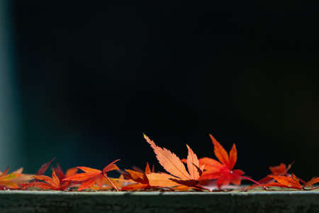 Close up shot of Maple leaves in Wuling Farm at Taichung, Taiwanの写真素材