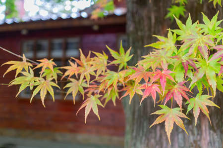 Close up shot of Maple leaves in Wuling Farm at Taichung, Taiwanの写真素材