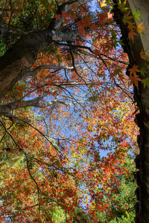 Close up shot of Maple leaves in Wuling Farm at Taichung, Taiwan