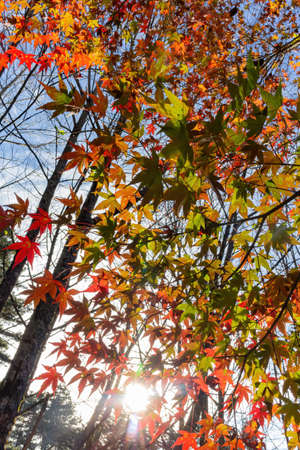 Close up shot of Maple leaves in Wuling Farm at Taichung, Taiwanの写真素材