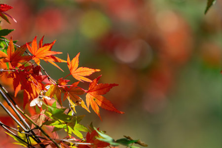 Close up shot of Maple leaves in Wuling Farm at Taichung, Taiwan