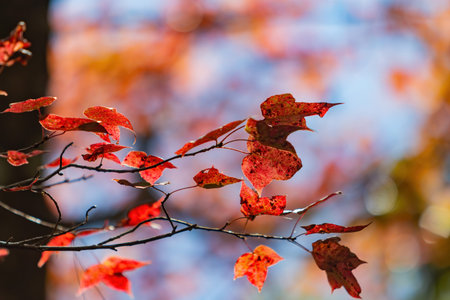 Close up shot of Maple leaves in Wuling Farm at Taichung, Taiwan