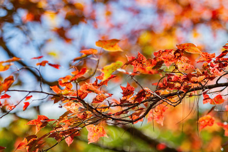Autumn landscape in Wuling Farm at Taichung, Taiwan