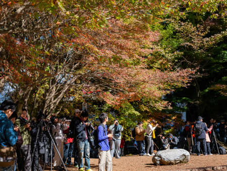 Taichung, NOV 4, 2012 - Many Photographer taking picture of the beautiful maple fall colorのeditorial素材