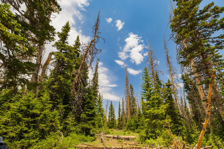Sunny view of The Rattlesnake Creek Trail at Utah