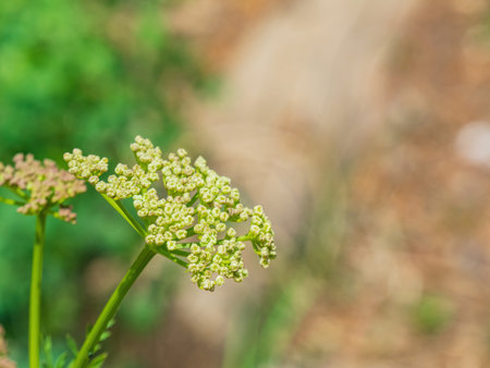 Close up shot of the Ligusticum porteri at Utah