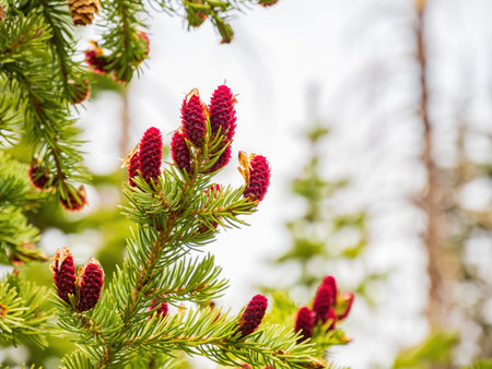 Close up shot of purple pine cone in Cedar Breaks, Utahの写真素材