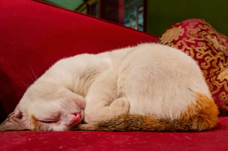 Close up shot of a cute domestic white cat at Taiwanの写真素材