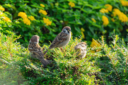 Close up shot of three sparrow on a plant at Taiwanの写真素材
