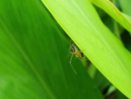 Close up shot of a Oxyopes salticus eating an insect at Taiwan