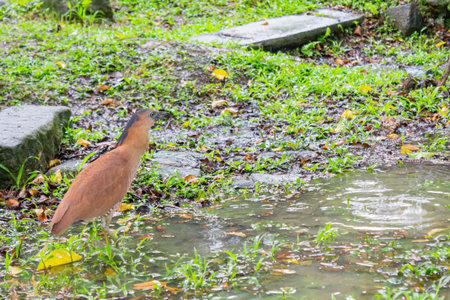 Close up shot of a Japanese night heron at Taiwan