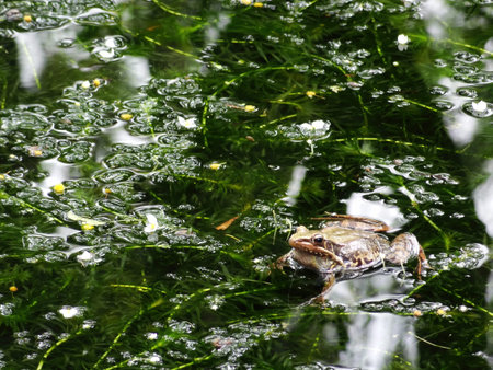 Close up shot of a Hylarana guentheri pond frog at Taiwan