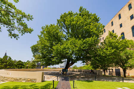 The Survivor Tree in the Oklahoma City National Memorial and Museum at Oklahoma, USAのeditorial素材