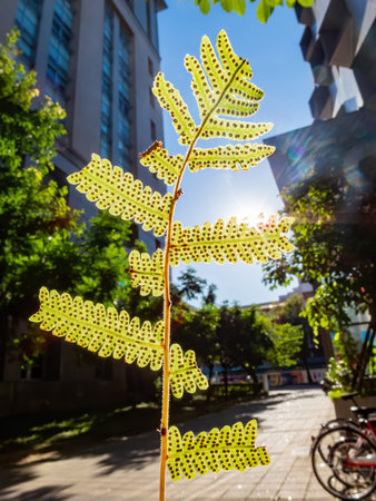 Close up of leaves on a sunny day at Taipei, Taiwan