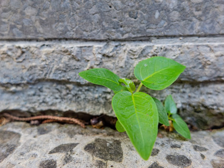 Close up shot of leaves growing in the ground at Taipei, Taiwan