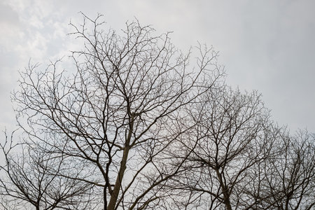 Afternoon view of some trees in National Taiwan University