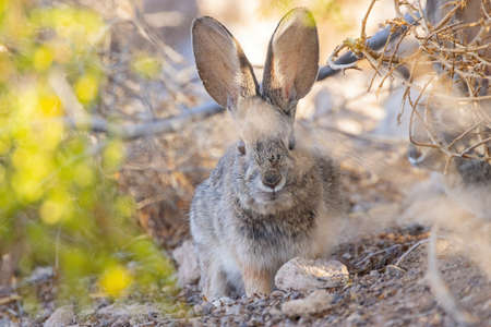 Close up shot of a cute Cottontail rabbit at Las Vegas, Nevadaの写真素材
