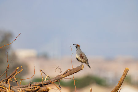 Close up shot of cute Quail bird at Nevada