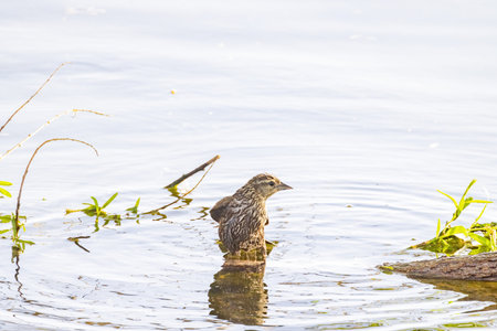 Close up shot of a cute female Red-winged blackbird at Nevada
