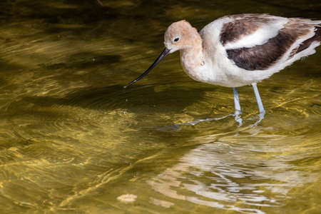 Close up shot of the American avocet at Las Vegas, Nevadaの写真素材