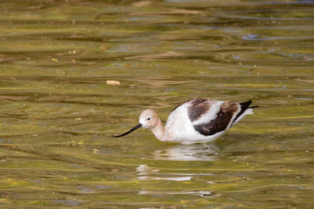 Close up shot of the American avocet at Las Vegas, Nevadaの写真素材