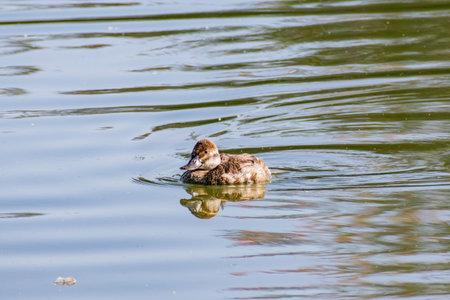 Close up shot of cute Domestic duck swimming at Nevada