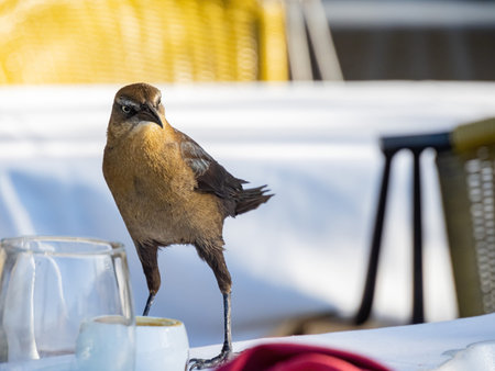 Close up shot of a Great-tailed grackle on a dining table at Nevada