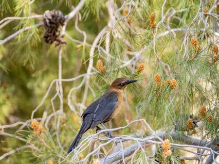 Close up shot of a Great-tailed grackle at Nevada