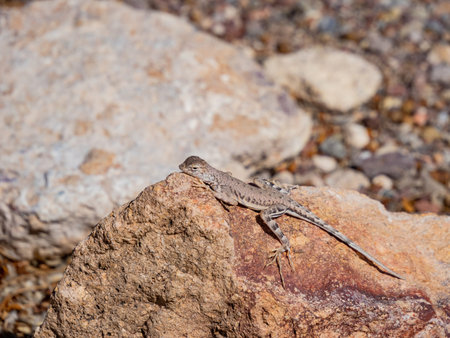 Close up shot of a cute Lizard at Nevada