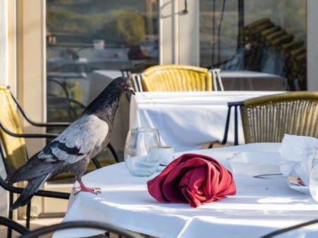Close up shot of a cute pigeon on a dining table at Nevadaの写真素材