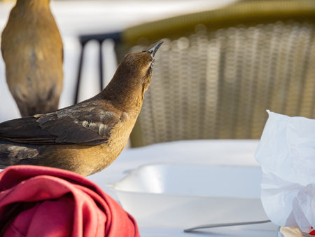 Close up shot of a Great-tailed grackle on a dining table at Nevadaの写真素材