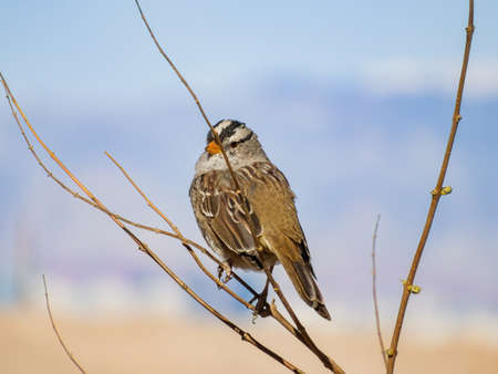 Close up shot of a beautiful sparrow at Nevadaの写真素材