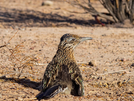 Close up shot of cute Roadrunner on the ground at Las Vegas, Nevada