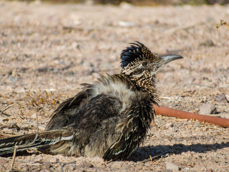 Close up shot of cute Roadrunner on the ground at Las Vegas, Nevadaの写真素材