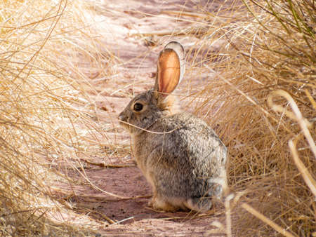 Close up shot of a cute Cottontail rabbit at Las Vegas, Nevadaの写真素材