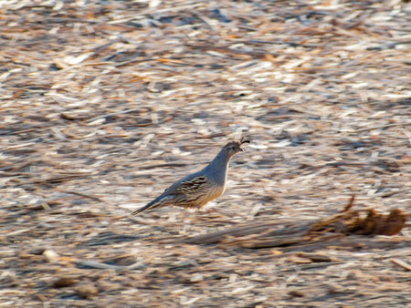 Close up shot of cute Quail bird running at Nevadaの写真素材