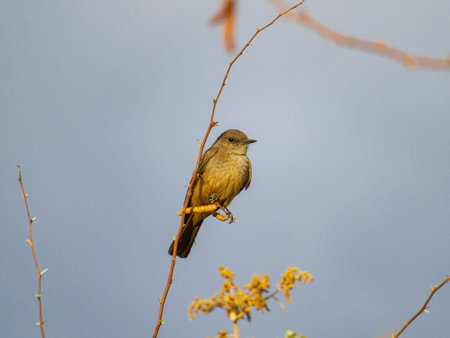 Close up shot of a beautiful Say's phoebe at Nevada