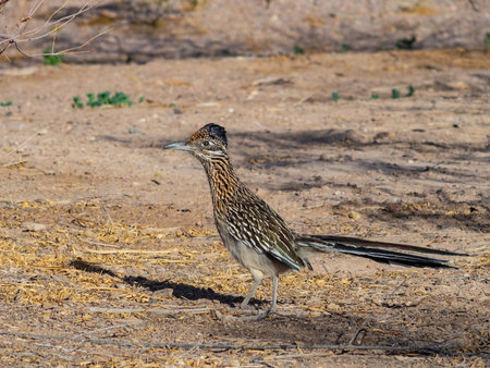 Close up shot of cute Roadrunner on the ground at Las Vegas, Nevada