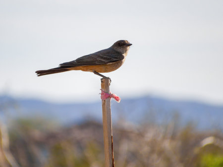 Close up shot of a beautiful Say's phoebe at Nevada