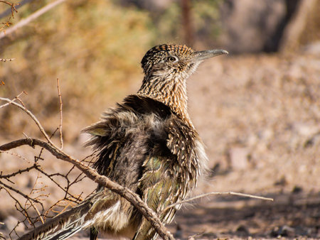 Close up shot of cute Roadrunner on the ground at Las Vegas, Nevada