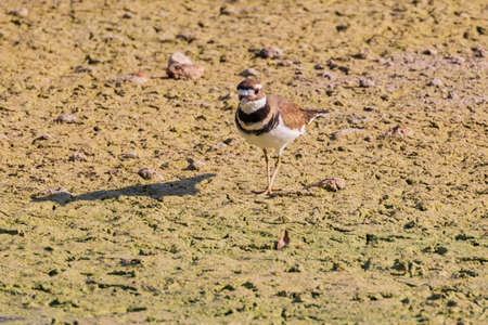 Close up shot of Killdeer bird at Las Vegas, Nevadaの写真素材